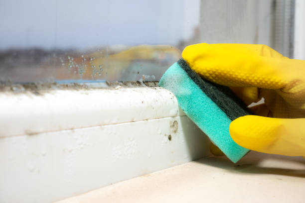 Professional Mold Removal in Viera East, FL